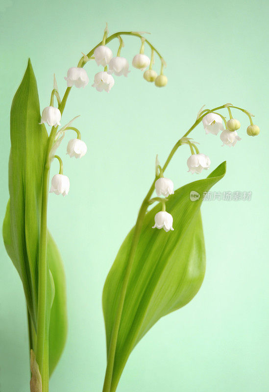 山谷百合(Convallaria majalis)浅DOF